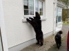 Beautiful Newfoundland puppies in Galway 8